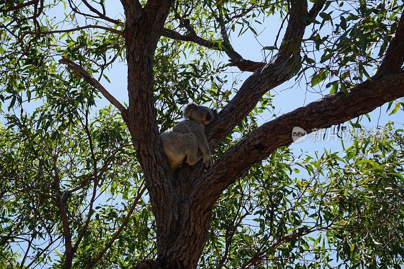 考拉(phascolarctos cinereus)，澳大利亚本土有袋动物，坐在澳大利亚昆士兰州磁岛上的一棵树上